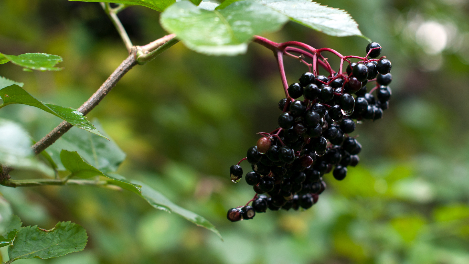Best Elderberry Supplement for Cold & Immune Health
