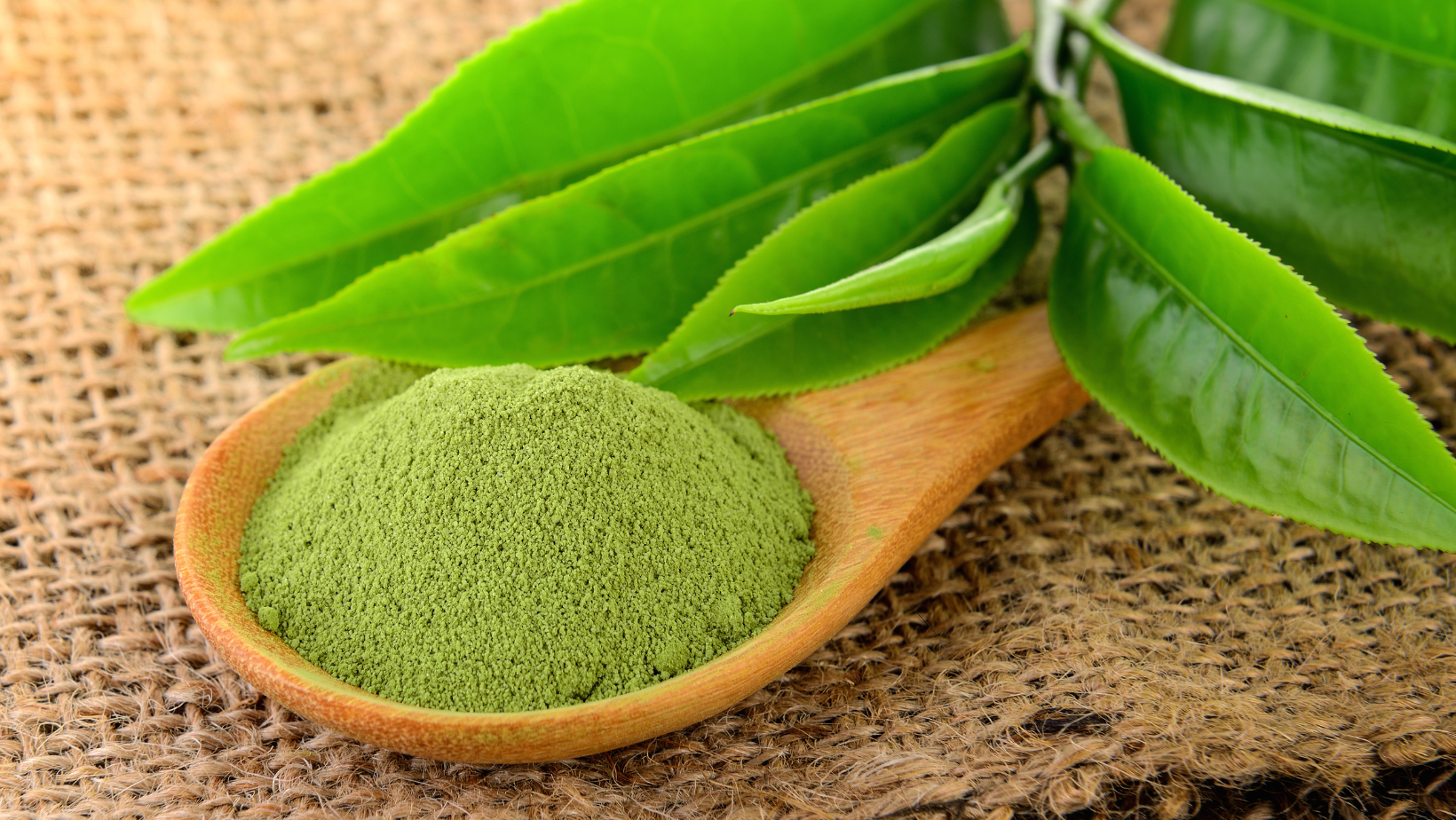 Best Green Tea Extract For Weight Loss, Boost Energy Levels, and Anti-aging