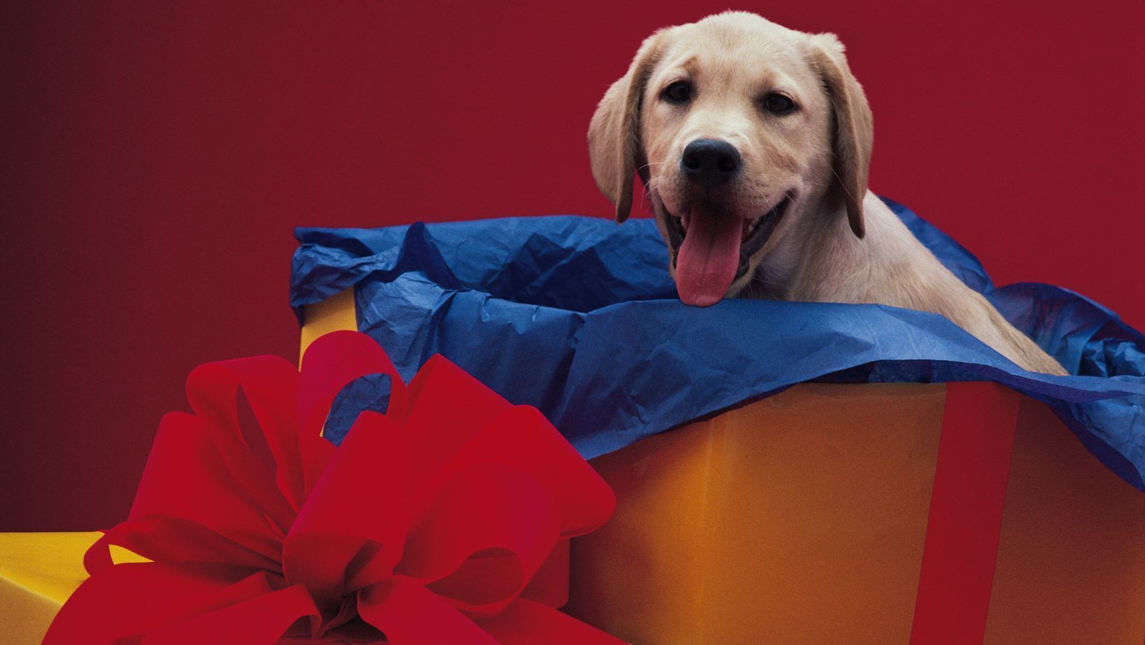 Gifts for Puppy Lovers